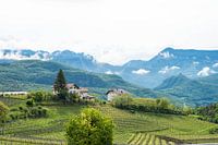 Vignobles dans le nord de l'Italie avec des montagnes en arrière-plan