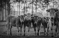 Dutch Cows