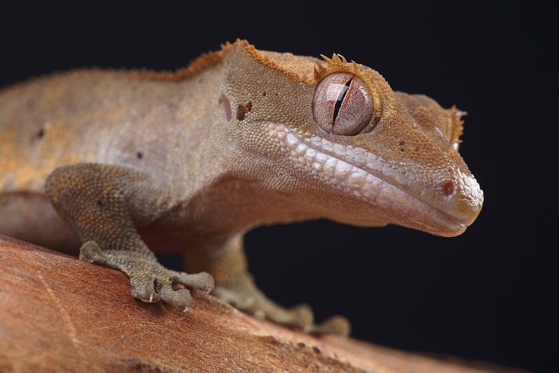 Gecko à cils (Correlophus ciliatus) par Ronald Pol
