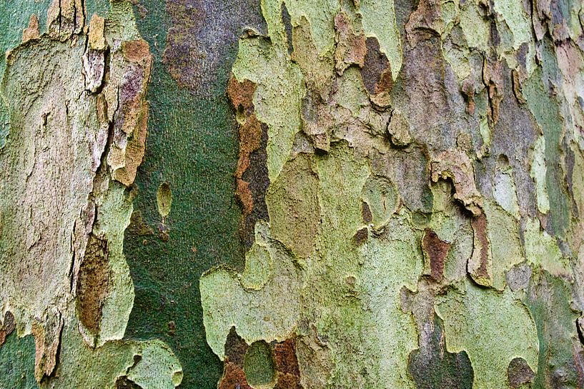 Schors van Plataan par PvdH Fotografie