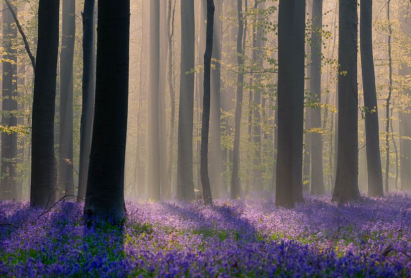 Blühende Waldhyazinthen im Hallerbos von Paul Begijn