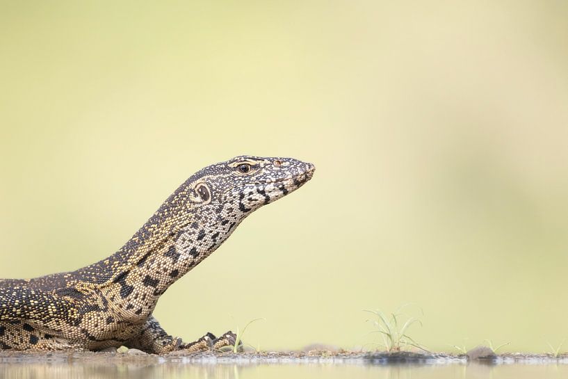 Dragon in South Africa by Milou Hinssen