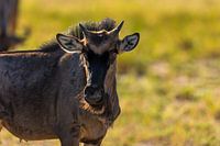 Auge in Auge mit einem Gnu