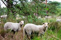 Auge in Auge im Wald