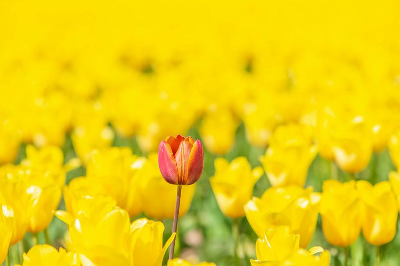 Eine rote Tulpe in einem Feld voller gelber Tulpen von Sjoerd van der Wal Fotografie