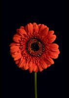 Orange Gerbera-Blüte