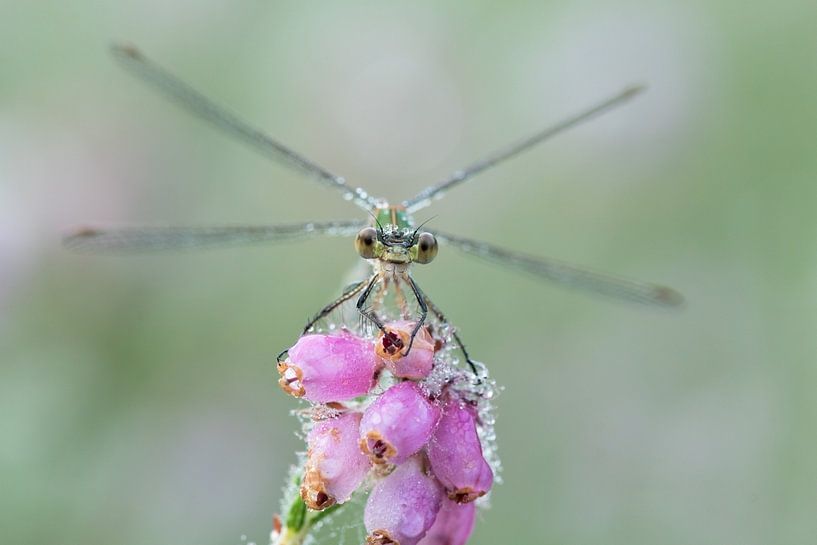 Dragonfly (damselfly) warms up in the sun by Francis Dost
