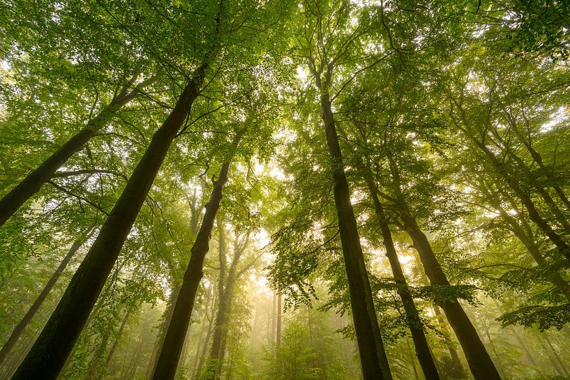 Sfeervol bos in de herfst met mist in de lucht van Sjoerd van der Wal Fotografie