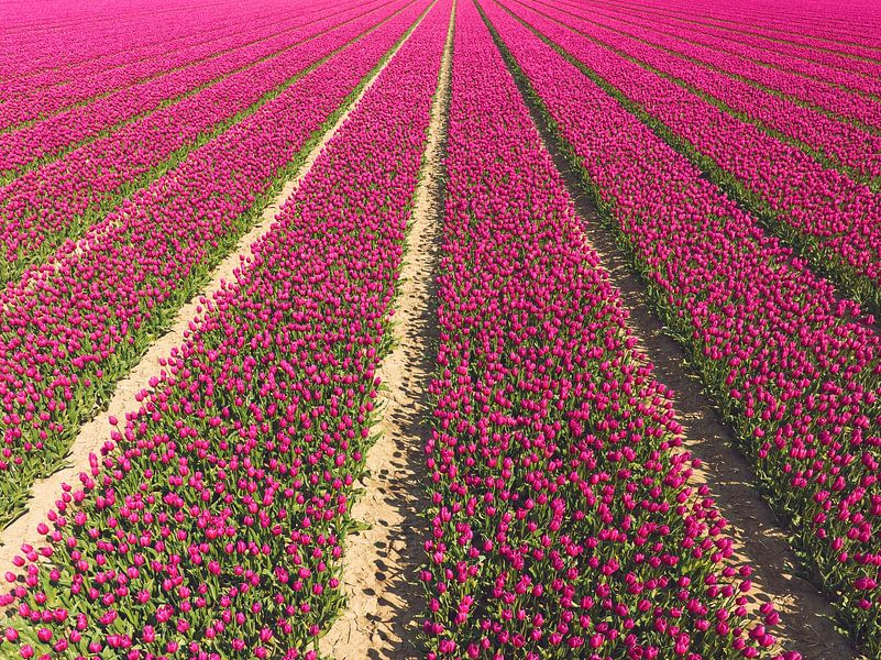 Tulpen auf landwirtschaftlichen Feldern im Frühling von Sjoerd van der Wal Fotografie