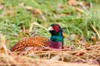 Fasanen-Nuss in der Vegetation.