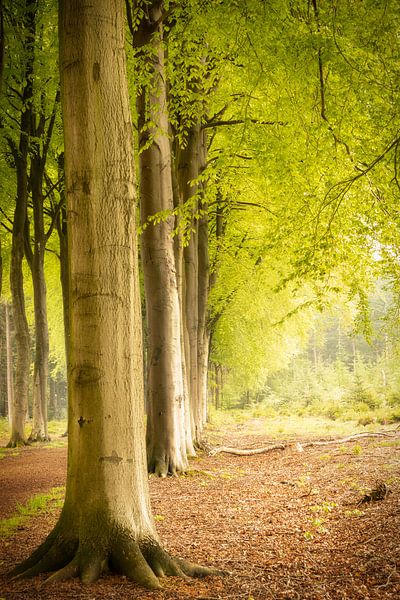 Tree in an avenue in spring, with fresh green colours by KB Design & Photography (Karen Brouwer)