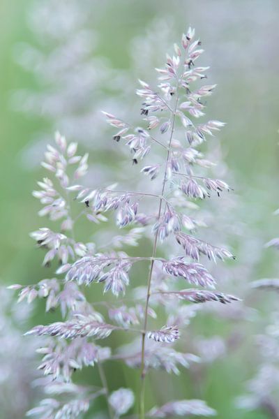 Makrofotografie von blühendem Gras von Ellen Driesse