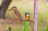 Martin-pêcheur à côté d'une statue de martin-pêcheur