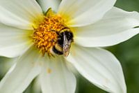 bumblebee on white flower