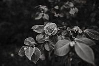 Schwarzer und weißer Rosengarten in Groningen