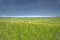 Getreide-Landschaft