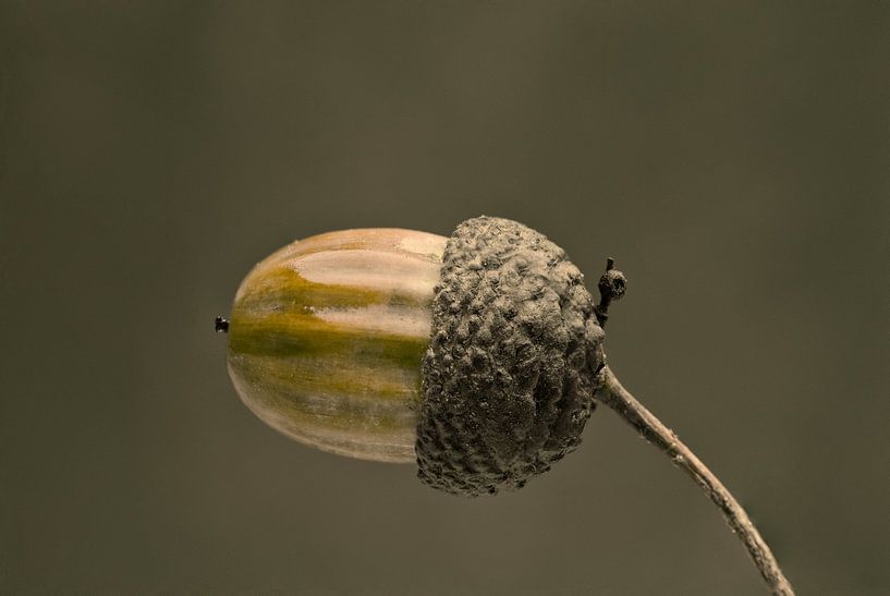 Art du gland par Jolanda de Jong-Jansen