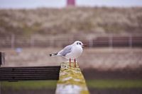 Mouette