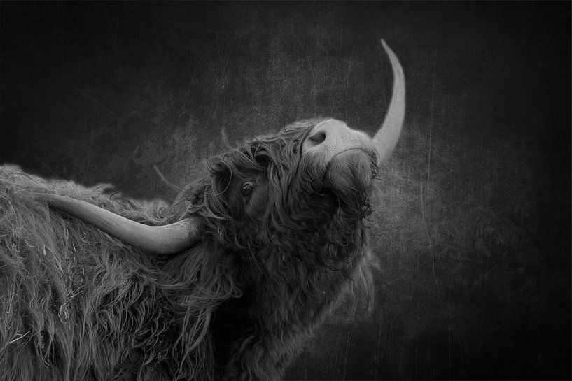 Schottischer Highlander von Francis Dost