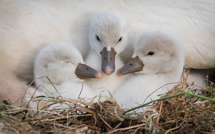 Jong grut. von Karin Tebes