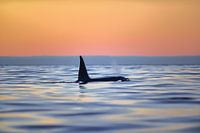 Orca in the north of Norway