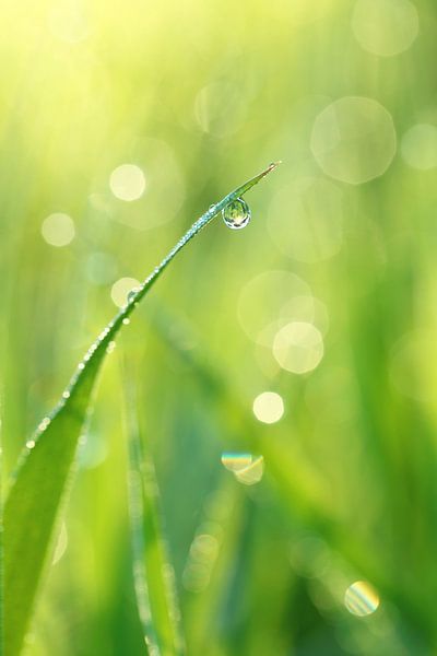 Morgenfrische von LHJB Photography