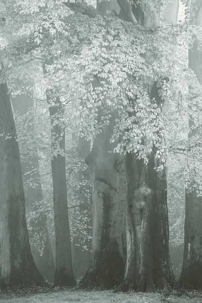 Der verschleierte Wald von Lars van de Goor
