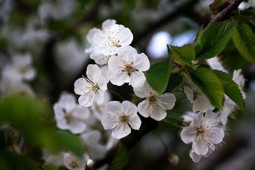 White Blossoms by VisualsbyLeonie