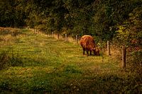 Schottischer Highlander in Drenthe