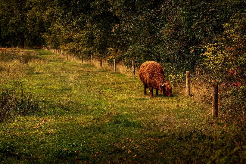 Schottischer Highlander in Drenthe von ina kleiman