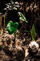Ihre Zimmerpflanze in Kolumbien