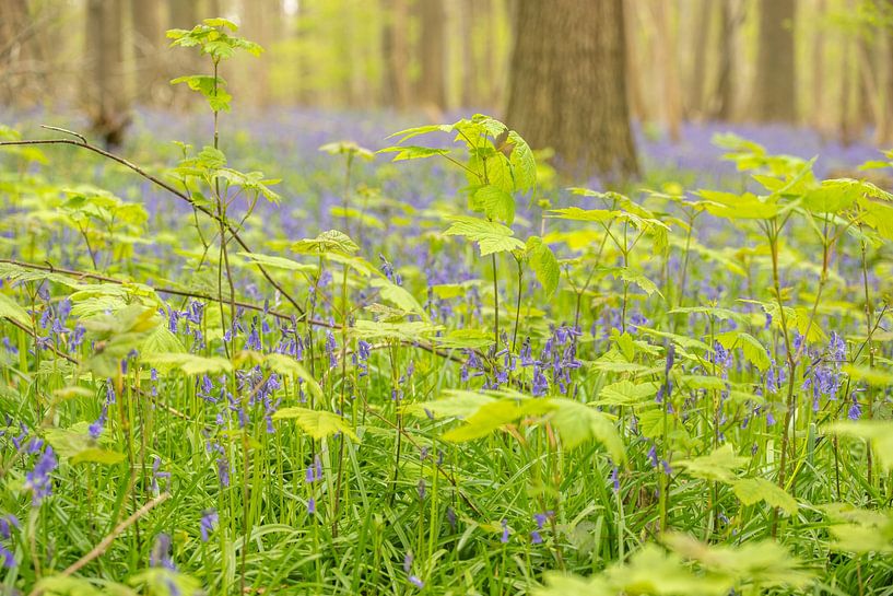 Jacinthes sauvages dans la forêt de Raspaille par Sven Scraeyen