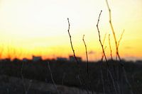 Äste im Sonnenlicht