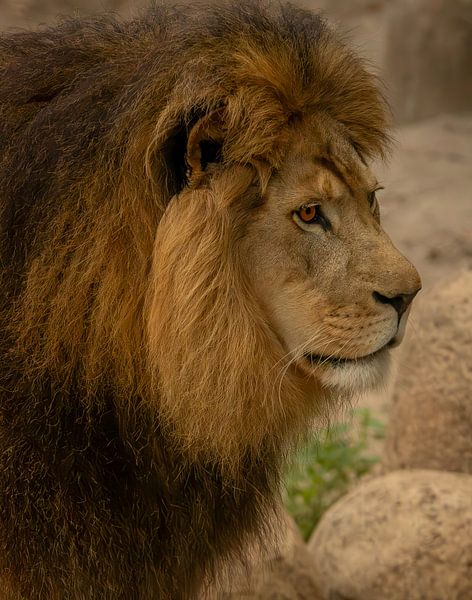 Portrait impressionnant d'un lion mâle africain par Wildlife Designs