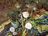 Pusteblumen  im Wind