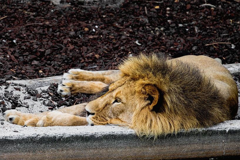 Leo par vascofialho.nl