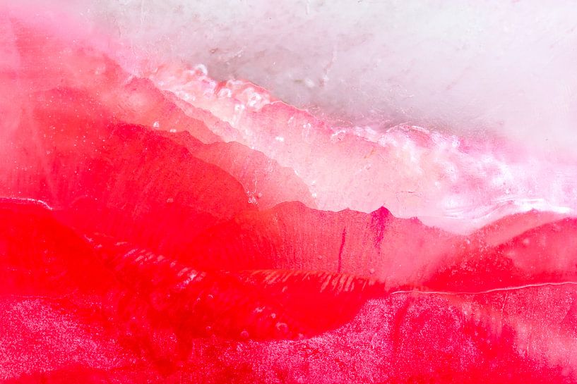 Icy anemone by Monika Scheurer