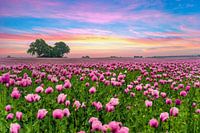 Pavot mauve au lever du soleil