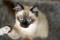 The kitten with the blue eyes