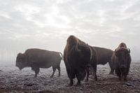 Bison dans la brume