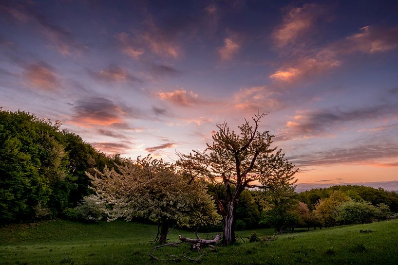 Sonnenaufgangsbaum von Peter Oslanec