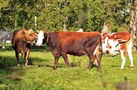 Kühe unter freiem Himmel