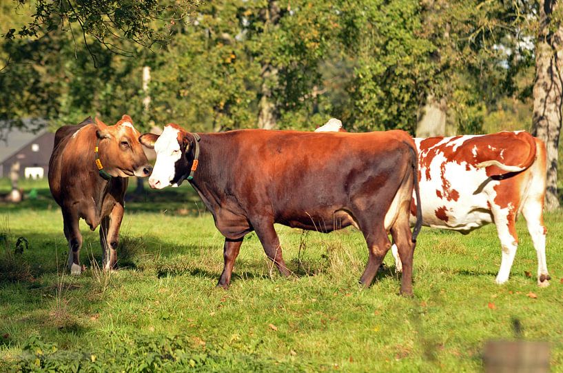 Kühe unter freiem Himmel von Jaimy Buunk