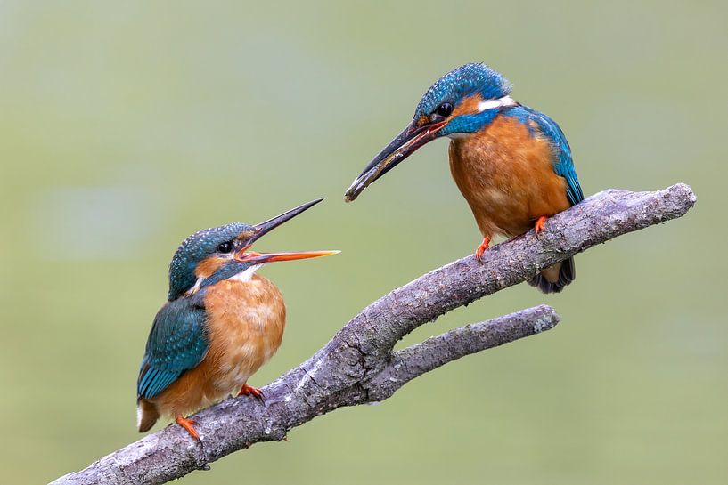 Fischtransfer zwischen Eisvögeln von Jasper Kok