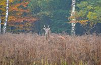 Herfst op de Veluwe