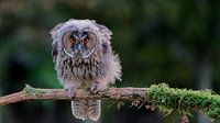 Zornige Waldohreule