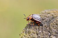 Der Schrecken des Kartoffelbauers