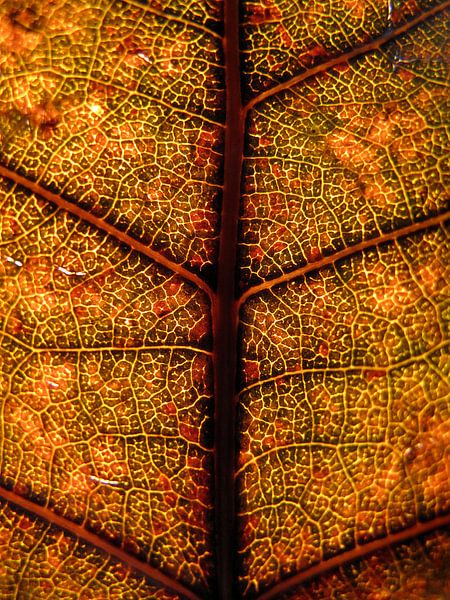 Baumblatt aus Buntglas von Vectorific Design