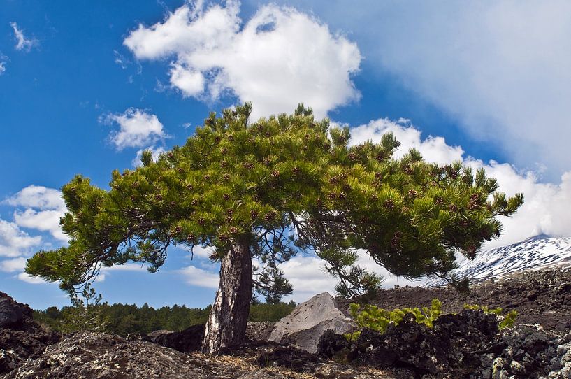 Springtime volcanic landscape on Etna by Silva Wischeropp