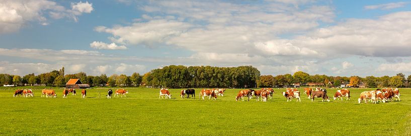 Landschaft mit Kühen in Zeeland von Martin Bergsma